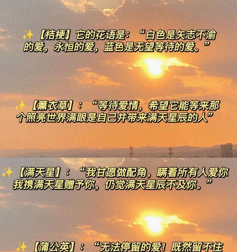 小众又表示友情的花语是什么？它代表了什么？