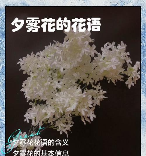 花言花语常用什么颜色来形容？每种颜色代表什么？