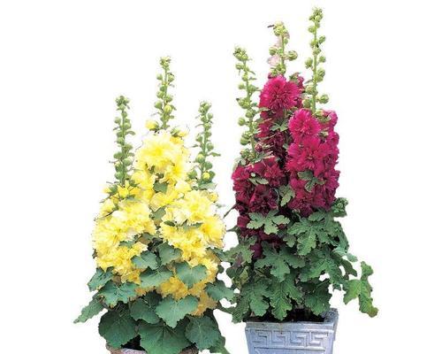花言花语常用什么颜色来形容？每种颜色代表什么？