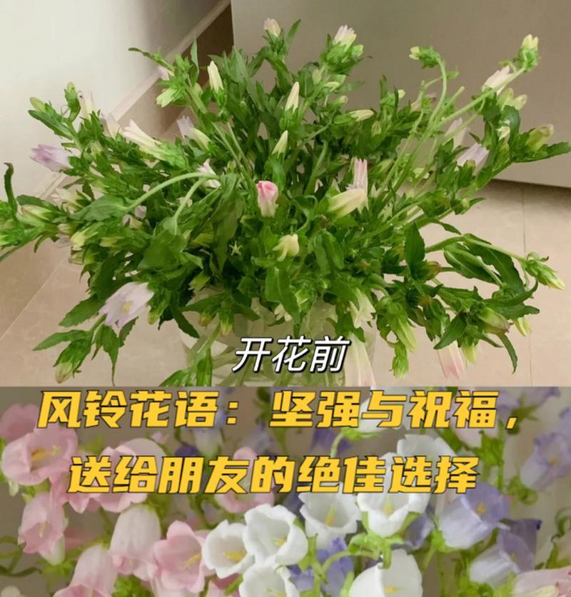 自由快乐坚强的花语代表什么含义？