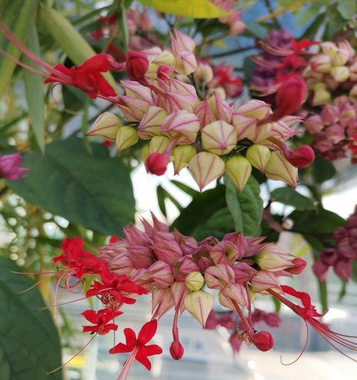 火龙珠的花语有哪些？它在花语中象征着什么？