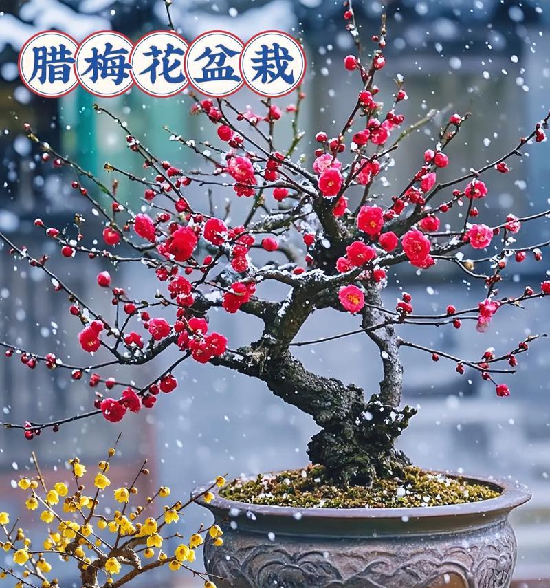 腊梅的花语有哪些美丽含义？