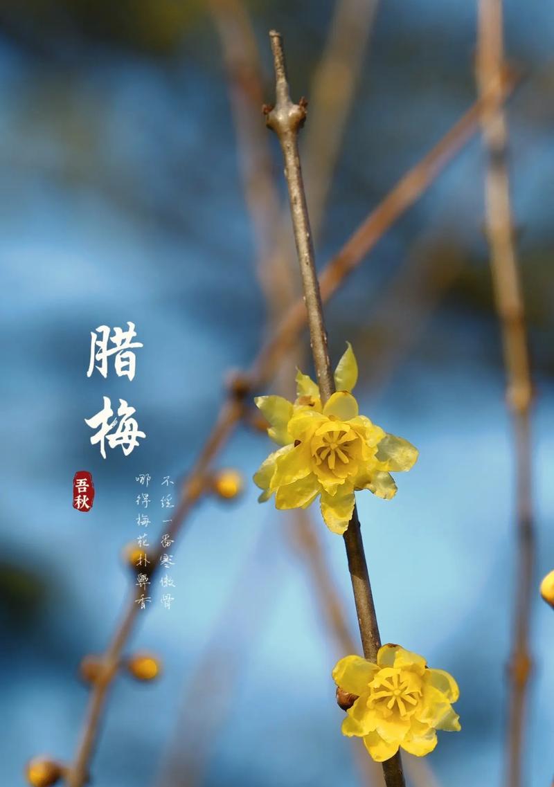 腊梅的花语有哪些美丽含义？