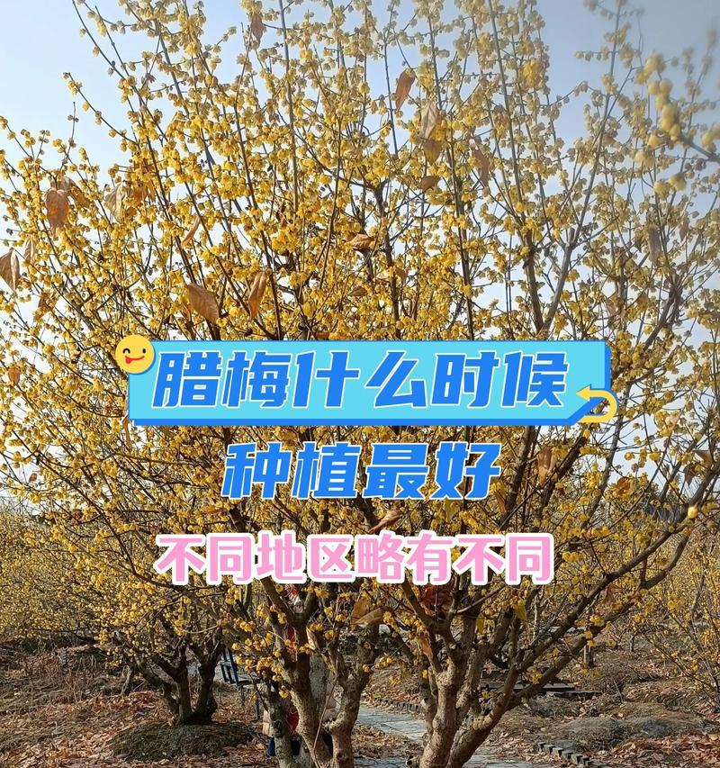 腊梅的花语有哪些美丽含义？