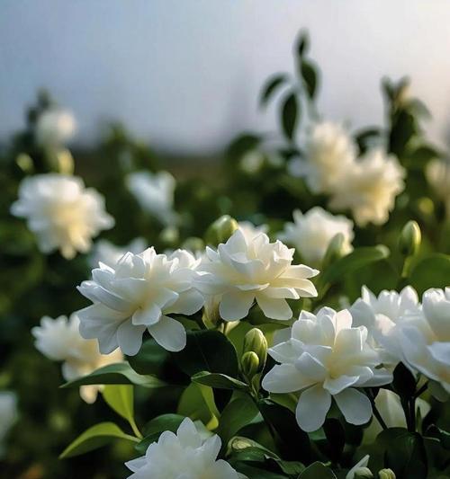 黄色茉莉花香的花语有何含义？