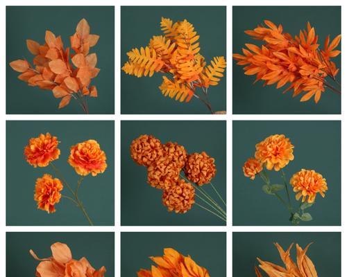 橘色稀有花材的花语代表什么？