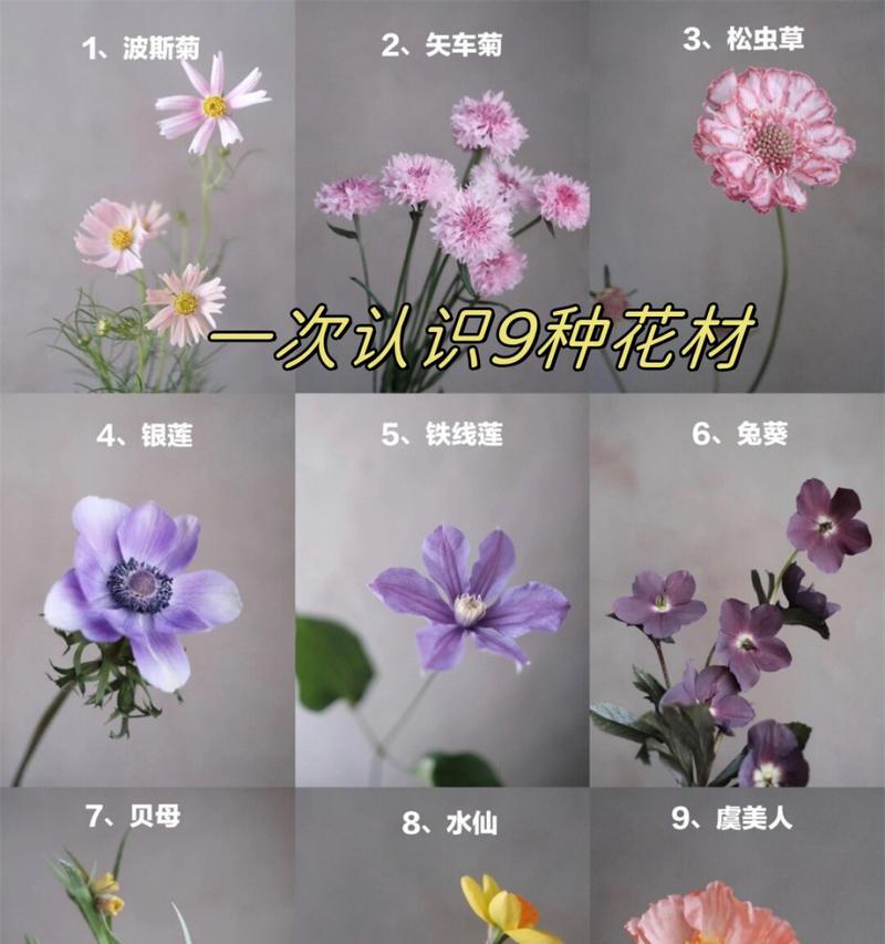 橘色稀有花材的花语代表什么？