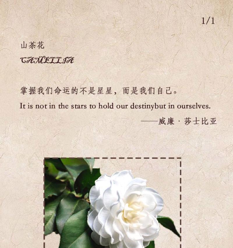 送给别人的花语是什么花？它传递了怎样的情感？