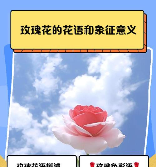 碎片玫瑰花代表什么？花语有哪些？