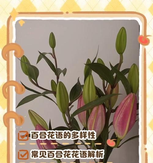 香槟百合的花语是什么？香槟百合的寓意有哪些？