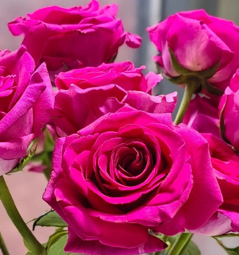 哪种花预示着感情的结束？其花语含义是什么？