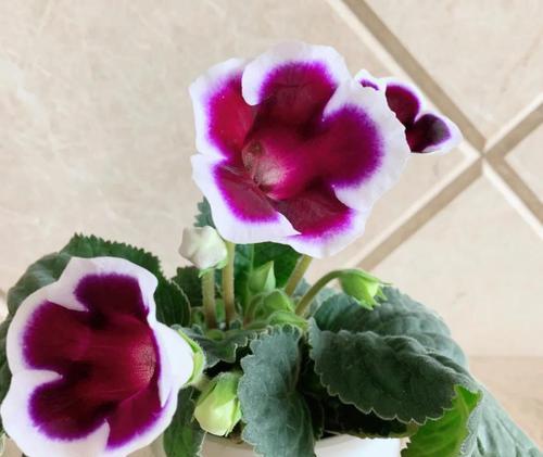 道具欣欣向荣的花语是什么？欣欣向荣的象征意义是什么？