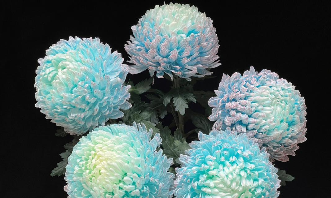 花语弄与青花瓷有何联系？它们的花语有何不同？