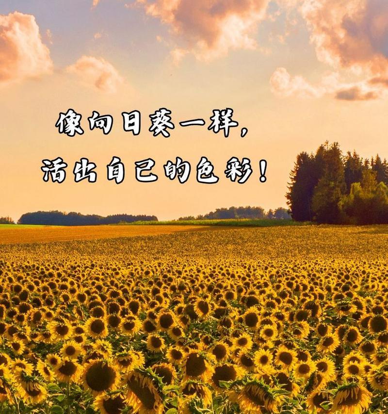 向日葵的花语有哪些？如何用向日葵传递爱意？