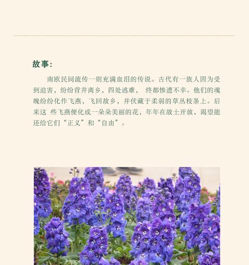 哪种花的花语适合用来比喻？