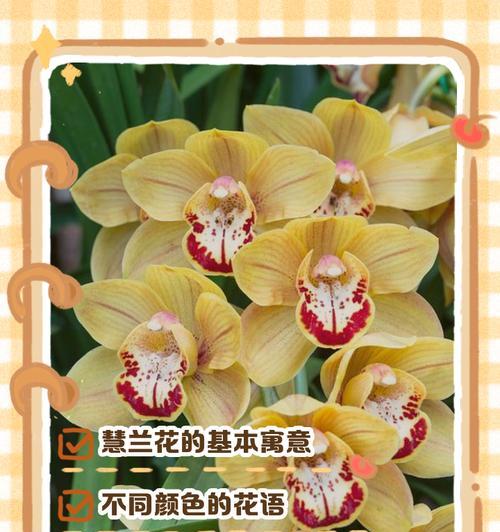 偏爱和宠爱的花语区别是什么？两者在表达情感上有何不同？