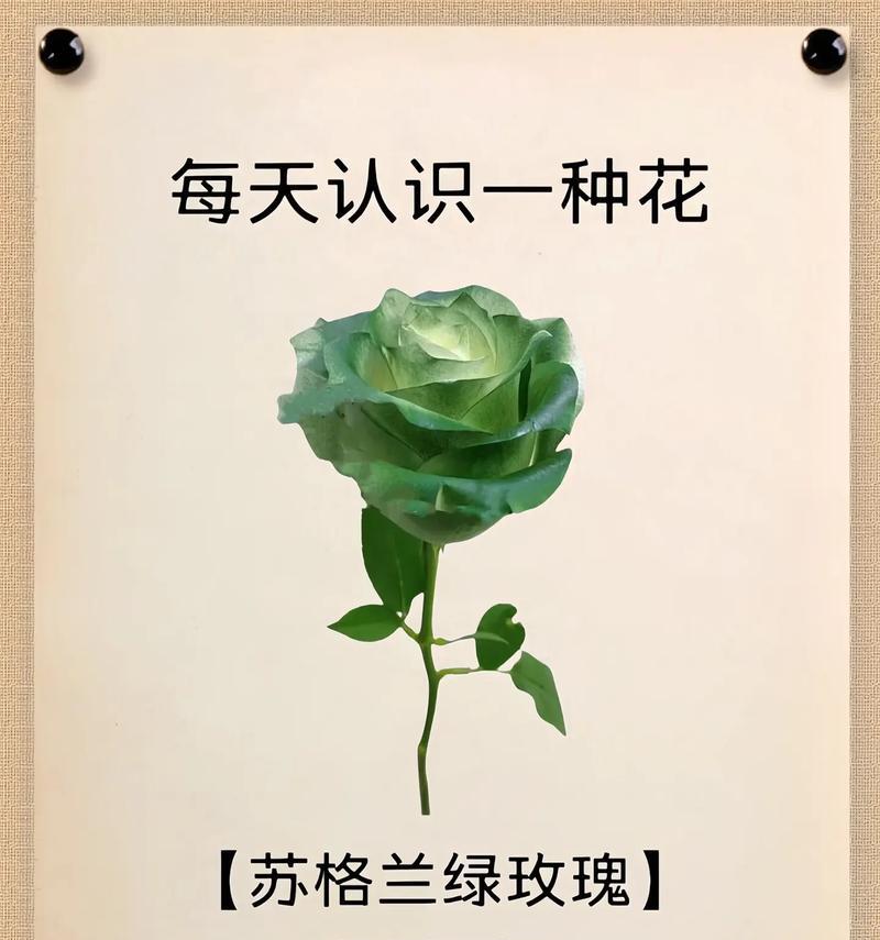 赞美师友时应选择哪种花语？