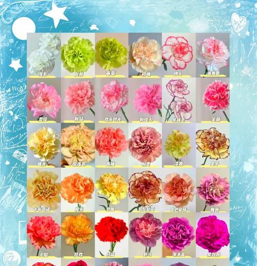 赞美师友时应选择哪种花语？