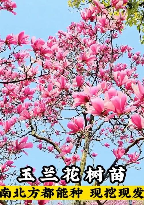 玉兰象征着什么？花语有哪些深层含义？