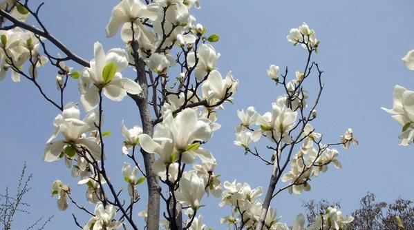 玉兰象征着什么？花语有哪些深层含义？
