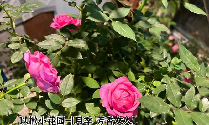 淑女月季的花语有哪些？寓意深刻吗？