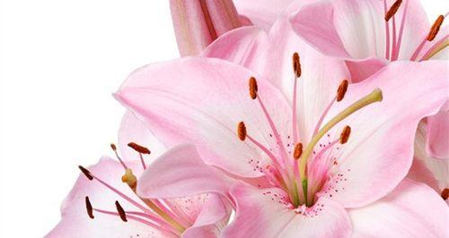 红天兔的寓意和花语是什么？