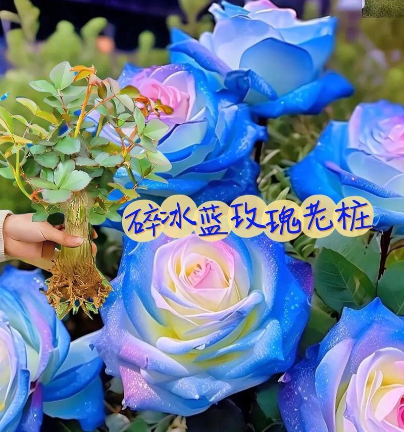 碎冰蓝玫瑰在2024年的花语是什么？