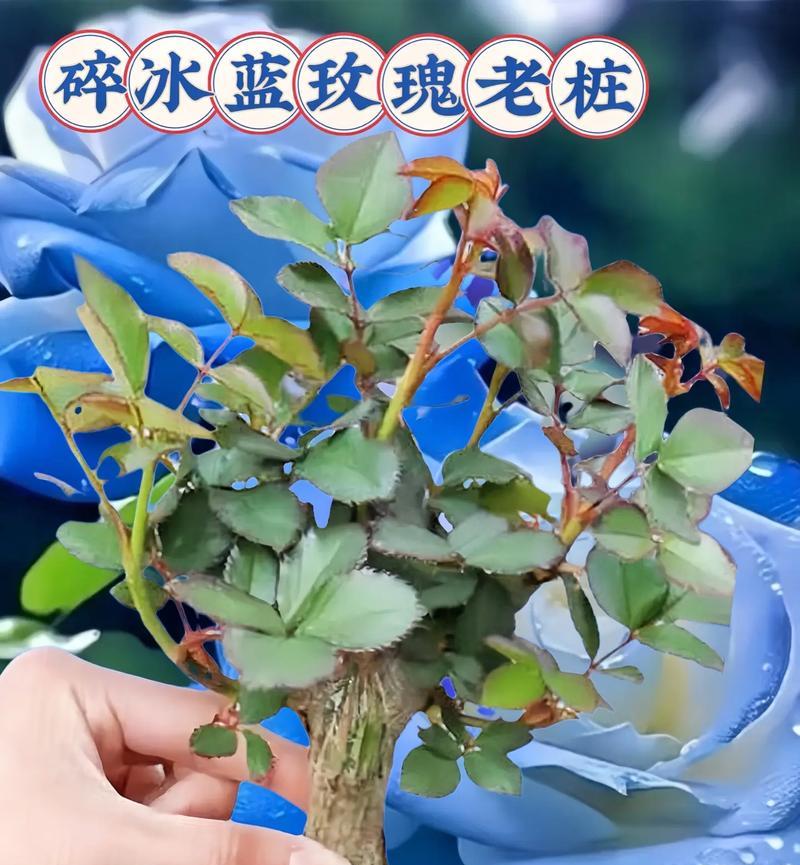 碎冰蓝玫瑰在2024年的花语是什么？