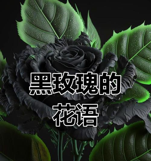街角黑色玫瑰的花语有何寓意？