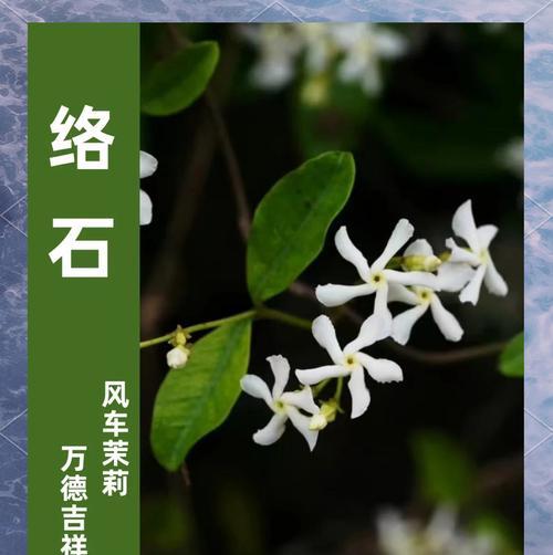 九支茉莉的花语是什么？它代表了哪些情感？