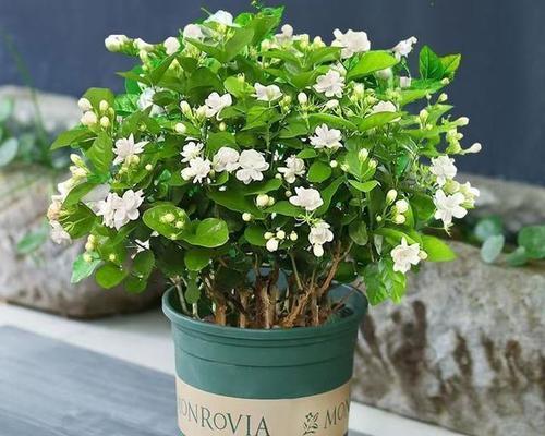 九支茉莉的花语是什么？它代表了哪些情感？