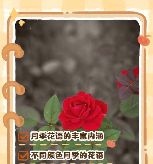 月季花朱丽叶的花语有何特别之处？