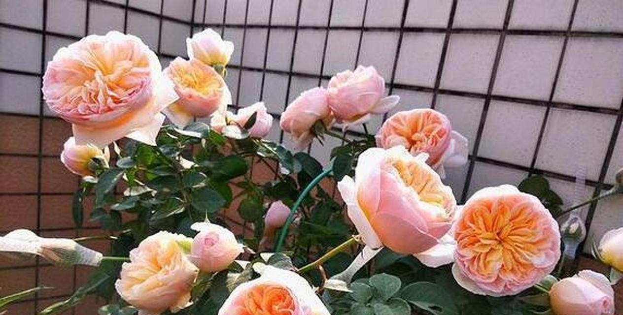 月季花朱丽叶的花语有何特别之处？