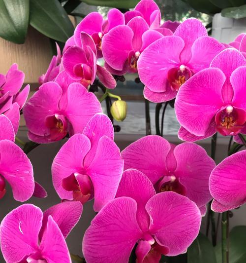 最美兰花的花语是什么呢？兰花的高雅与独特花语有何深意？