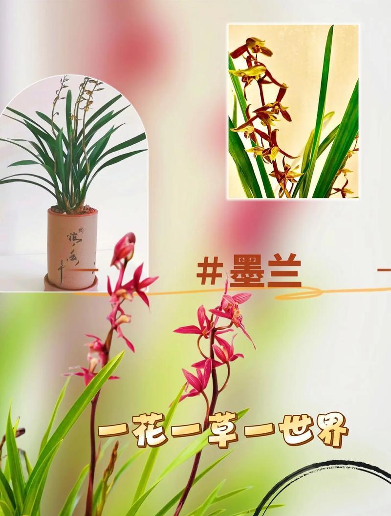 最美兰花的花语是什么呢？兰花的高雅与独特花语有何深意？