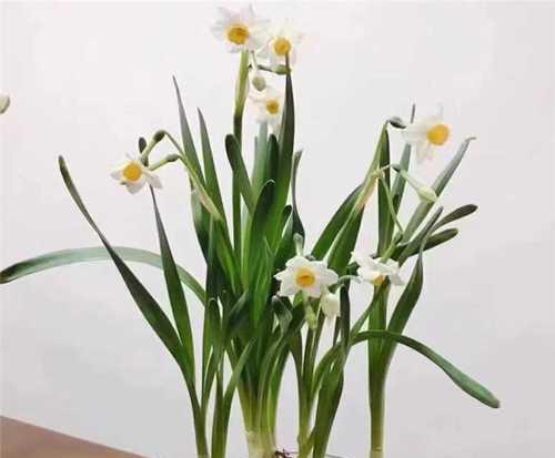 蓝草花绿色的花语代表了什么？