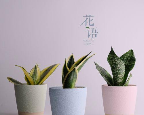 绿植的花语有何深层含义？