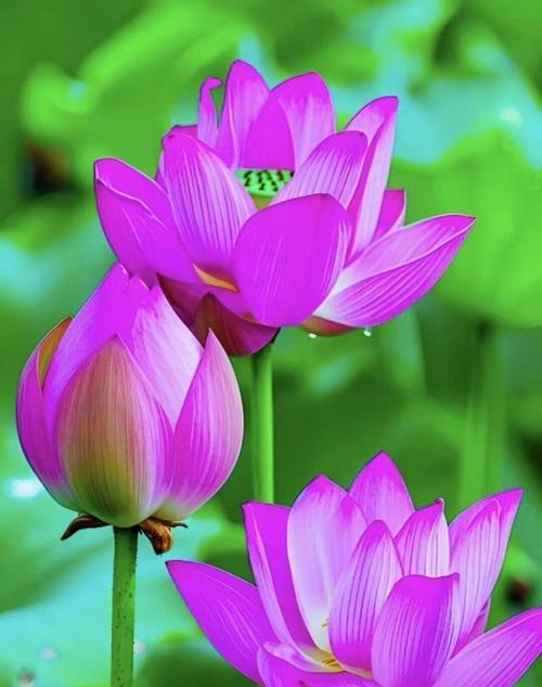 送老师荷花花语有何深意？荷花代表什么？
