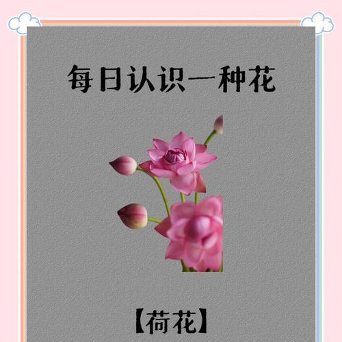 送老师荷花花语有何深意？荷花代表什么？