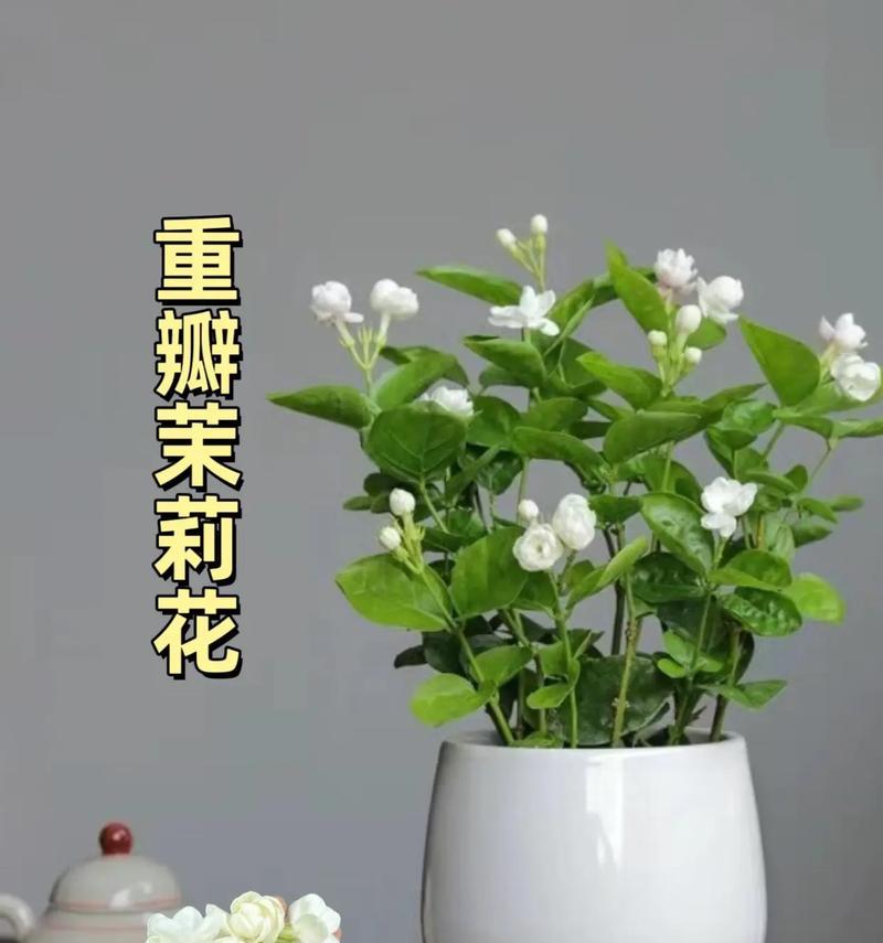 道具最真挚的爱情花语是什么？哪种花代表最深的爱？