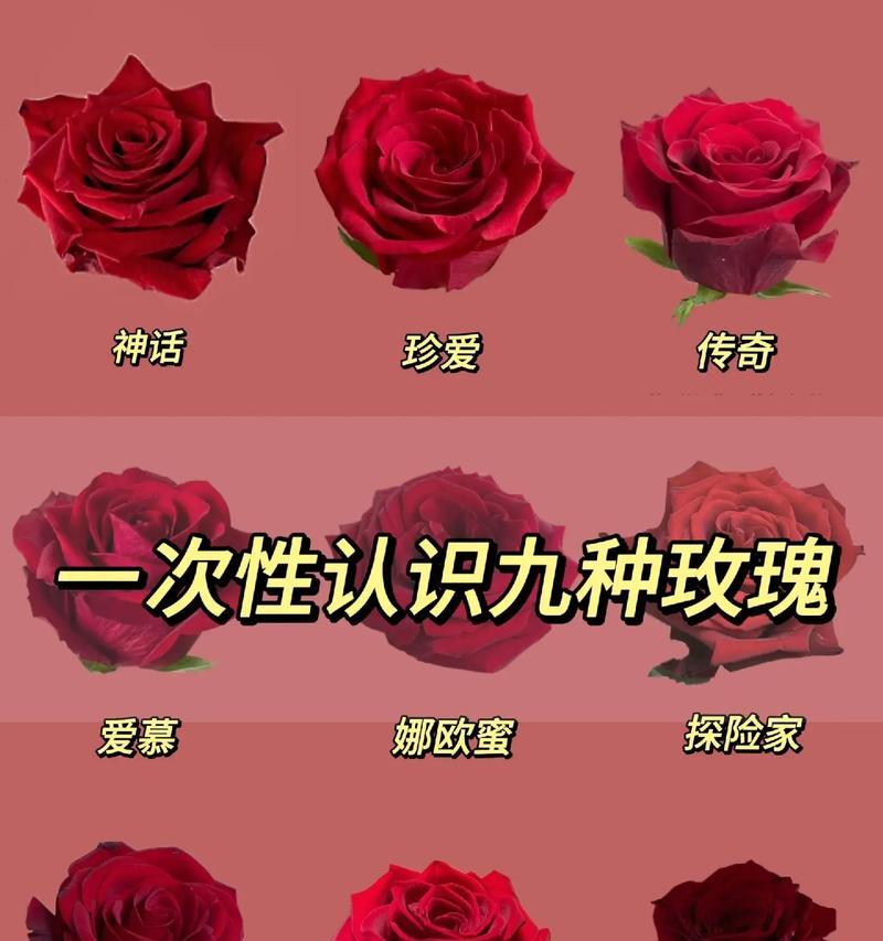 道具最真挚的爱情花语是什么？哪种花代表最深的爱？