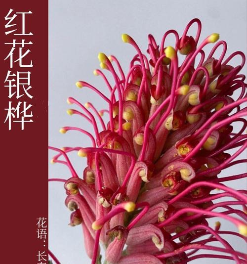 哪种花的花语是代表回家？回家的花语有何含义？