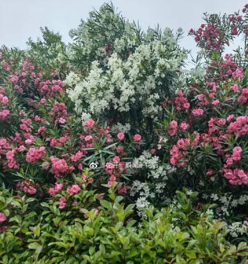可乐花的花语代表什么？它有何特别含义？