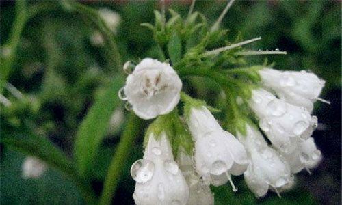 可乐花的花语代表什么？它有何特别含义？