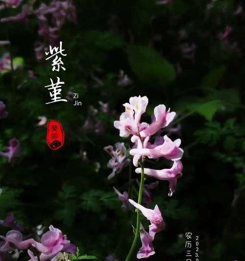 多彩堇花的花语具体是什么？