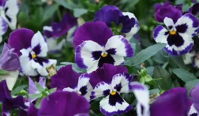 多彩堇花的花语具体是什么？