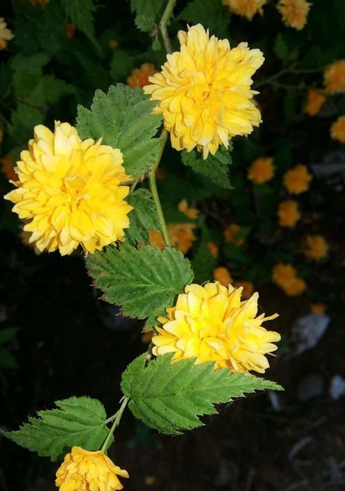 谣言有关的花语是什么呢？花语与谣言有何关联？
