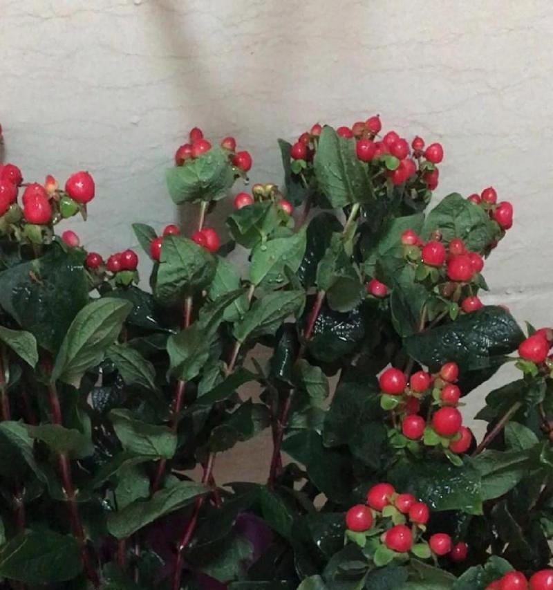 送红豆花该写什么花语和寓意？红豆花的花语和寓意是什么？