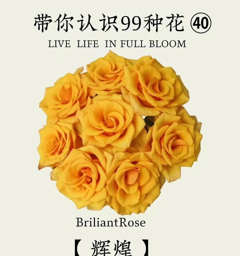 逝去的花语通常与哪种花相关？