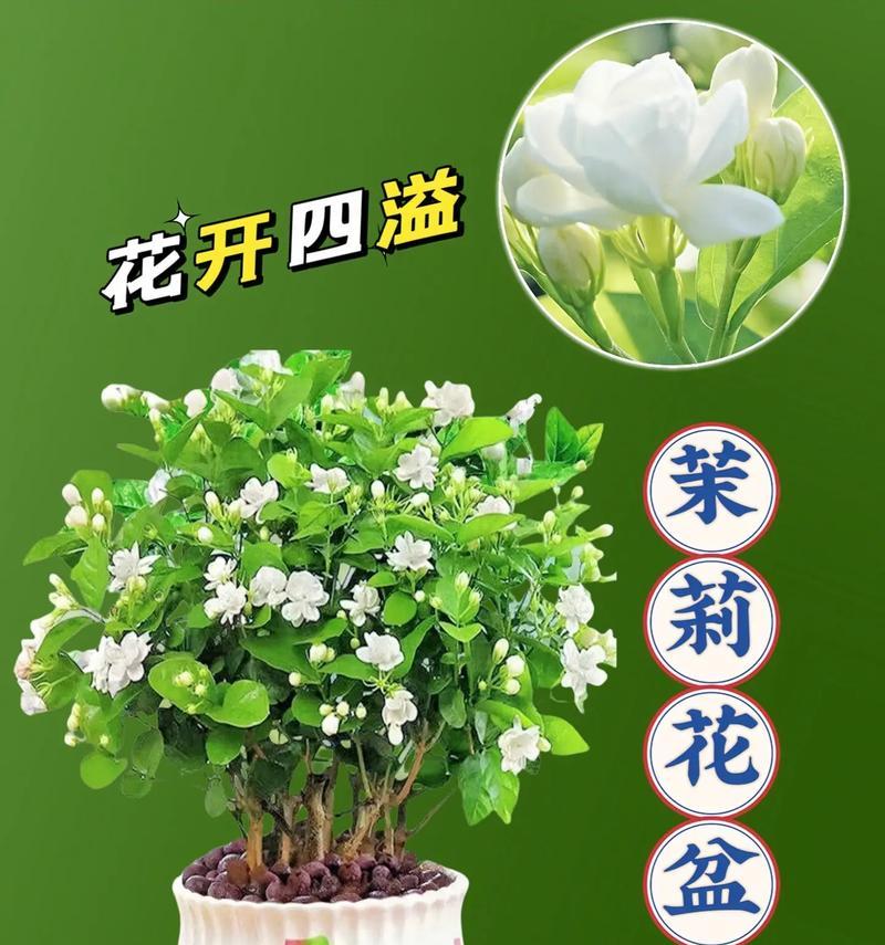 送茉莉花时应传达怎样的花语？